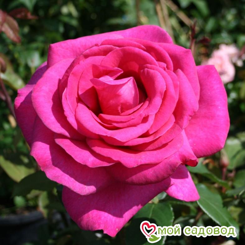 Роза Циклоп