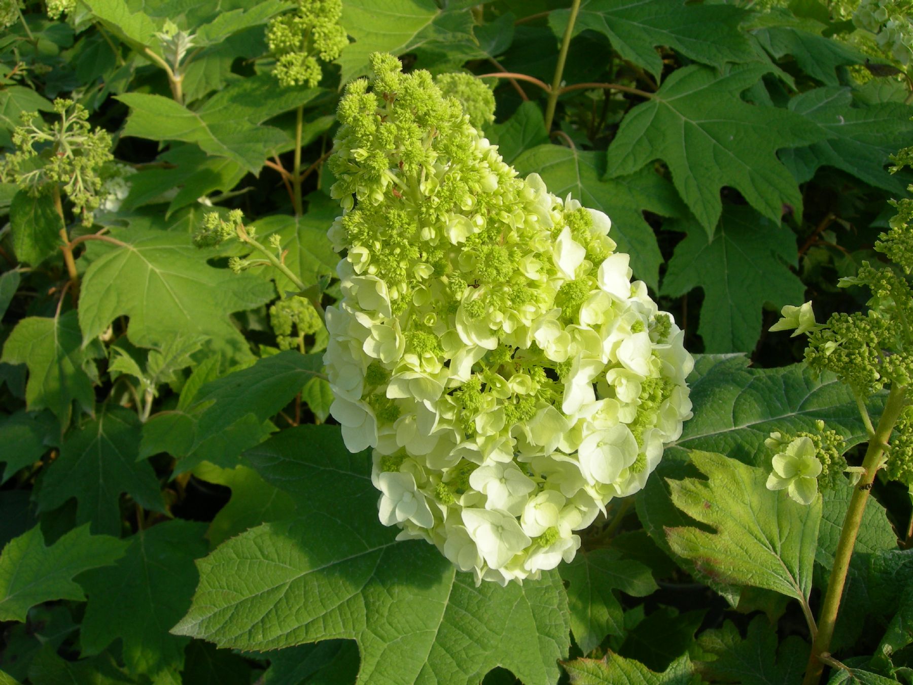 Гортензия дуболистная Сноу Джиант ЗКС