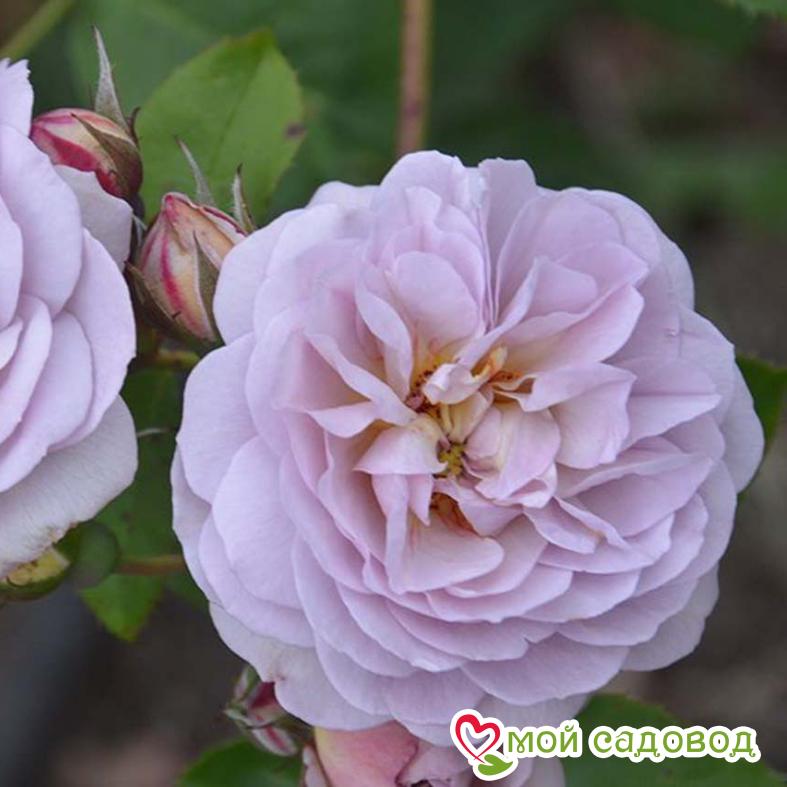 Роза Флоренс Делатре