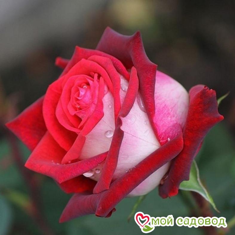 Роза Осирия