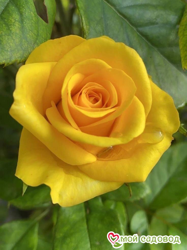 Роза Платинум