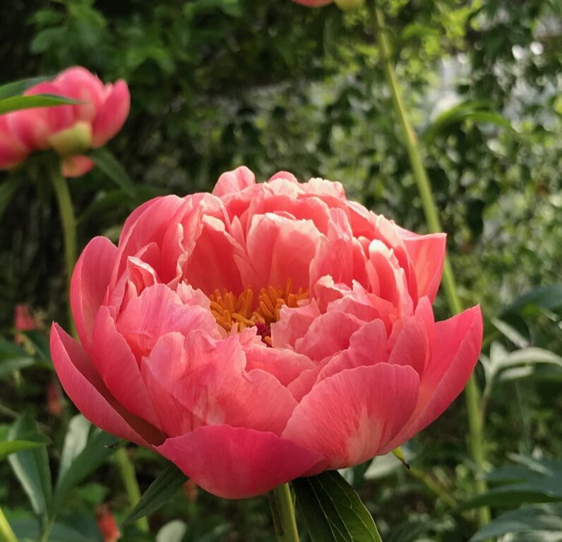 Пион Корал Шарм