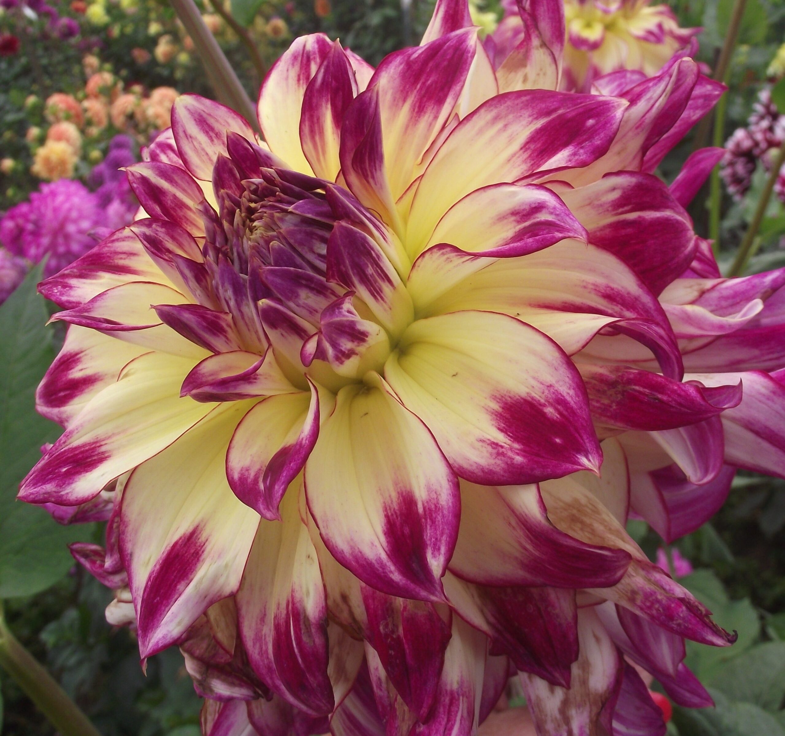 Георгина декоративная Зои Рей (ZOEY REY)