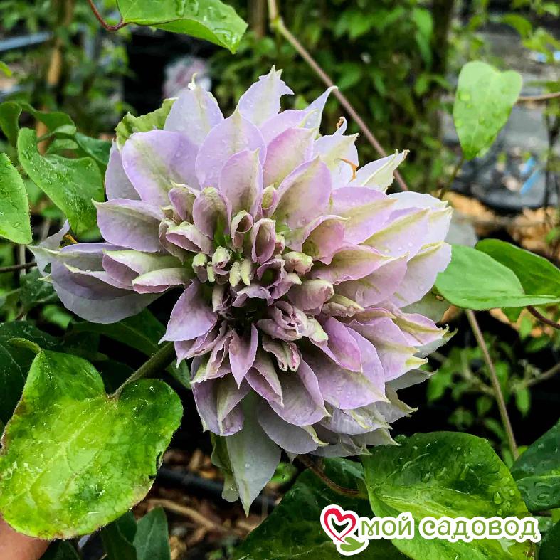 Клематис РУРИОКОШИ