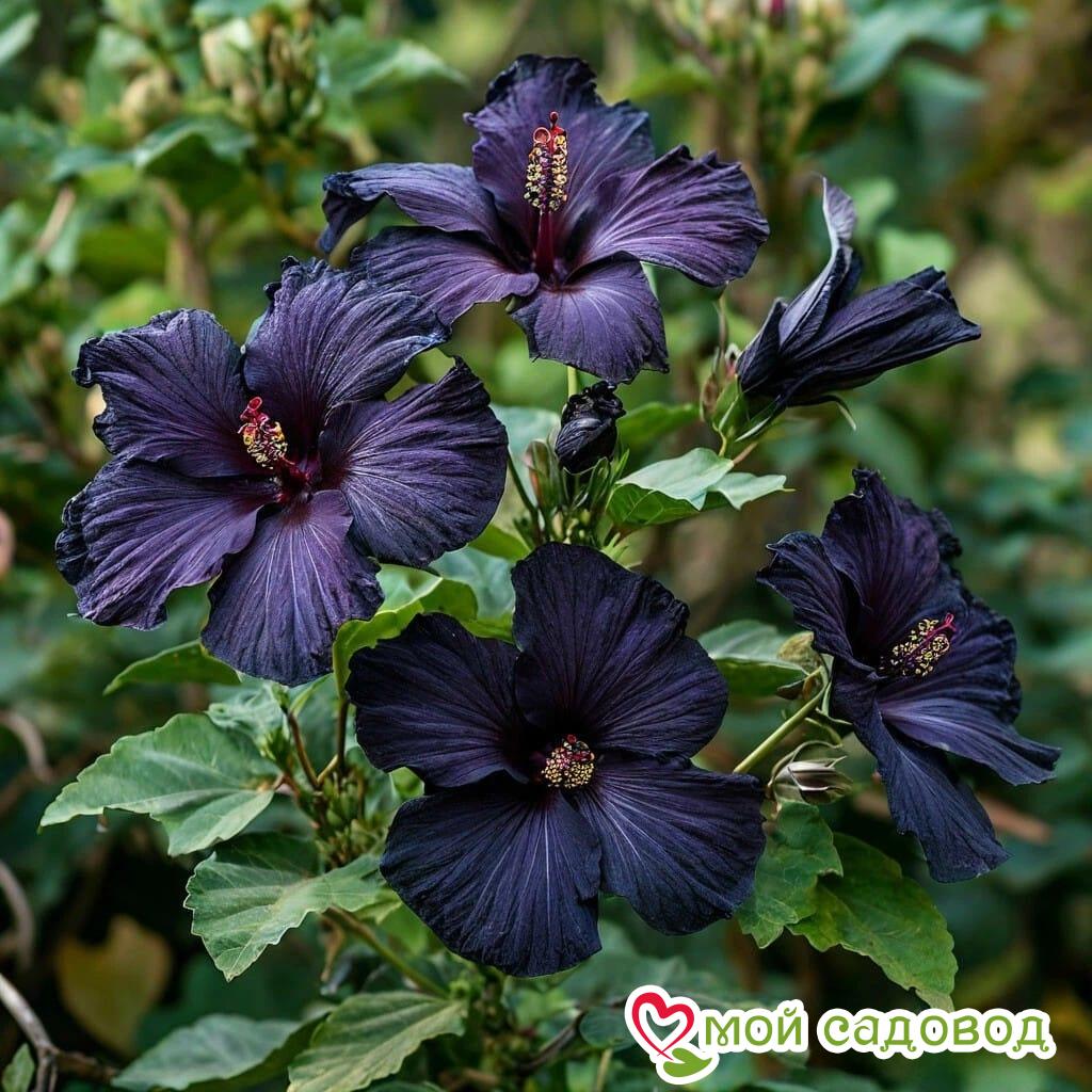 Гибискус Мэджик Момент